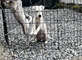 Beautiful Parson Russell Terrier Male&ndash; 4 Months Old