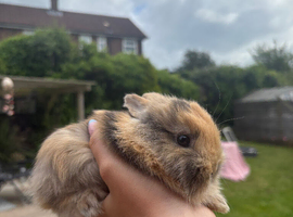 Dwarf Lionhead Bunnies