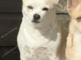 Chihuahua 2 years old female