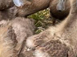 khaki campbell ducklings