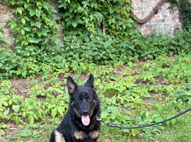 German Shepe