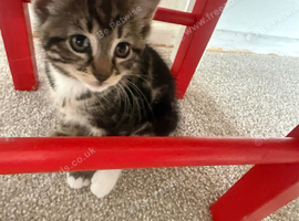 4 beautiful kittens - also rare gorgeous female ginger