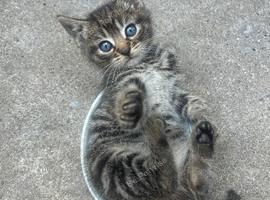 4 tabby kittens