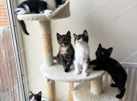 Adorable 2 Month-Old Kittens - Ready for Loving Homes!