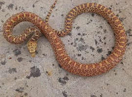 Bullsnake, Stillwater Hypo Poss Het Axanthic (Ghost) &ndash; CB 2025