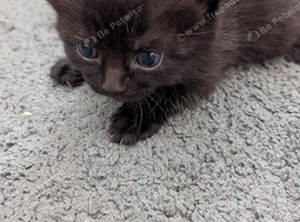 Kittens