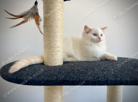 Last three ragdoll kittens - Don&rsquo;t miss out!
