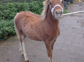 Welsh section A colt foal