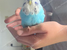 Exhibition budgies x8