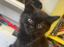 Long hair Scottish fold with straight ears