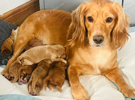 Working cocker spaniel puppies