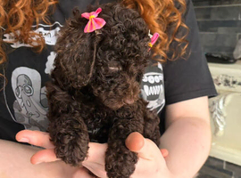 Miniature poodle ready 9th June