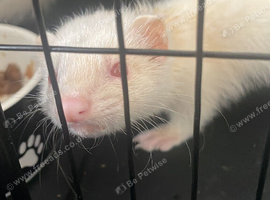 16 week old male and female albino ferrets