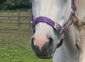 Beautiful registered wpcs grey mare with cob foal at foot
