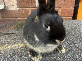 2 male rabbits available