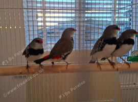 Diamond firetail finches x4