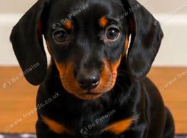 Dachshund miniature kc registered pup
