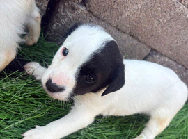 Jack Russell pups