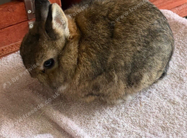 Netherland dwarf doe