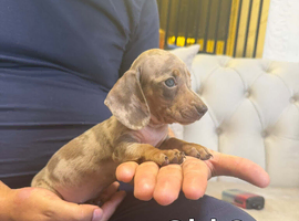 Miniature dachshund