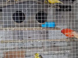 Selling up canaries and cages