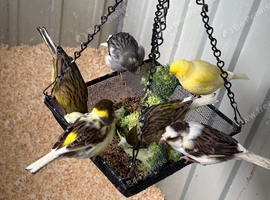 Job lot multiple breed of canaries