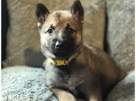 Siberian Husky X Belgian Malinois Puppies