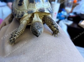 2.5 year old tortoises horsefield male