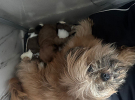 4 little Shih Tzu