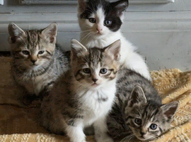 Beautiful kittens for sale