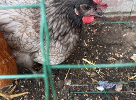 Norfolk grey chicken