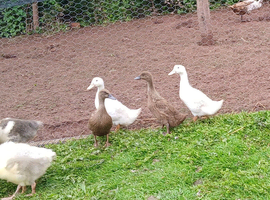 Kharki campbells females