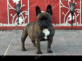 Tiger Brindle Female