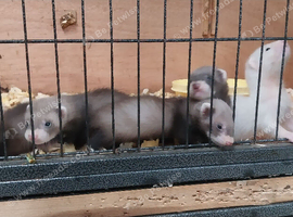 Ferret kits, silvers and agoutis