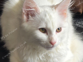British Scottish longhair