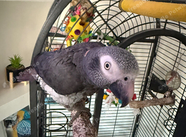 Timneh African grey 6 years old