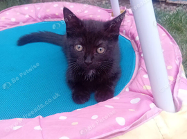 9 week old female kitten got forever home