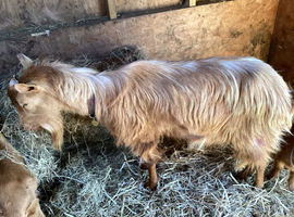 Royal golden guernsey male.3 years old.