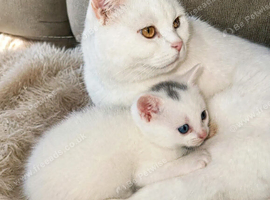 Last baby boy with stunning eyes