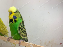 Pair of exhibition budgies