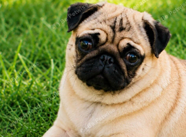 Pug Pedigree Girl Pup