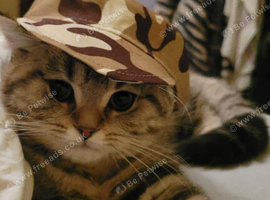 Kitten