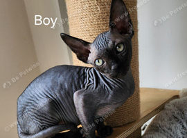 3 Canadian sphynx