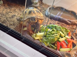 Tortoise for sale including enclosure