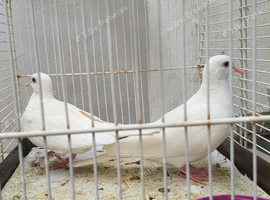 Java doves for sale
