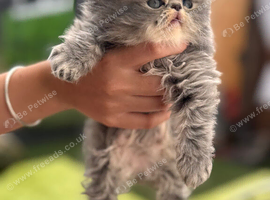 Beautiful kittens ready now