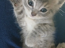 2 beautiful half ragdoll kittens e