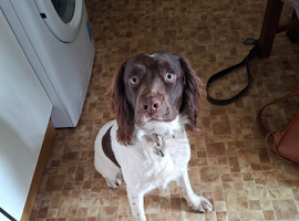 Stunning liver/white KC registered springer stud