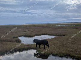 Looking to give a working Labrador a new home