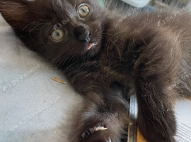 Last kitten needed a home